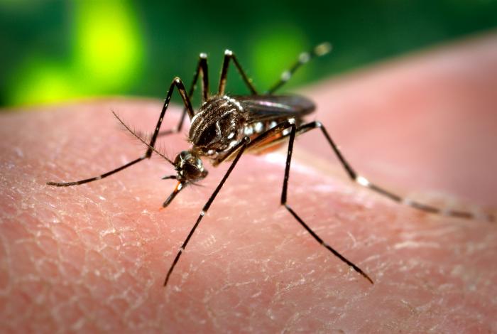 picadura de mosquito