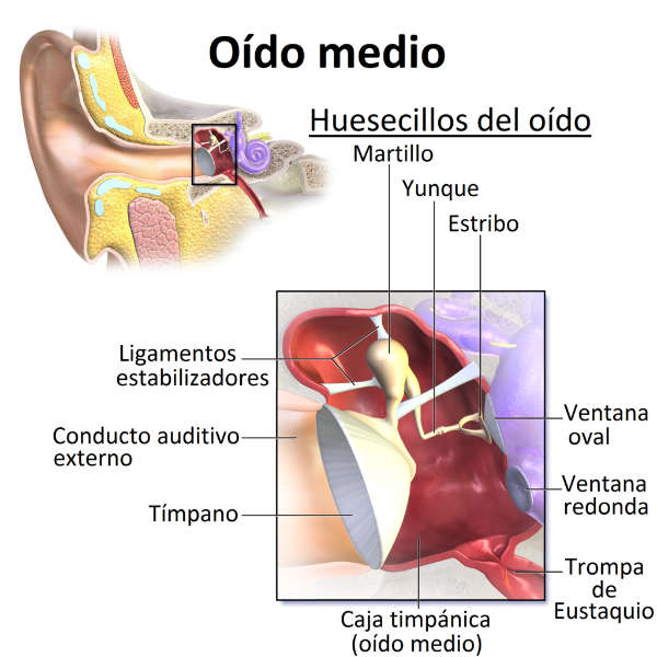 partes del oído